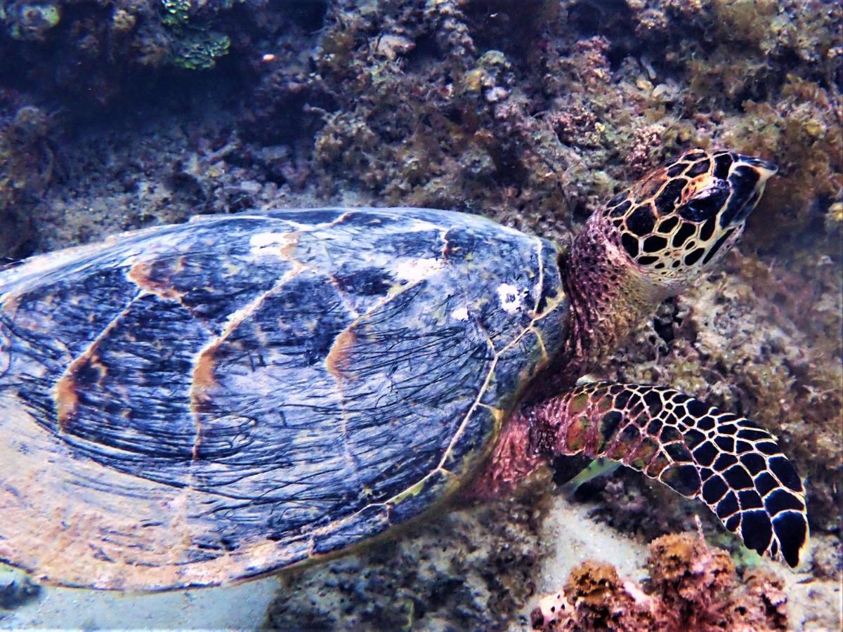 2 Nuits Insolites & 1 Excursion Voile A Bord Du Voilier Mori Ora Moorea Exterior foto